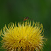 Großköpfige Flockenblume und Schwebfliege (Wilhelma)