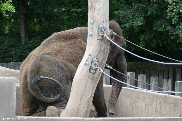 asiatische Elefantin Molly (Wilhelma)