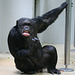 Schimpansin Susi ist stinkig (Wilhelma)