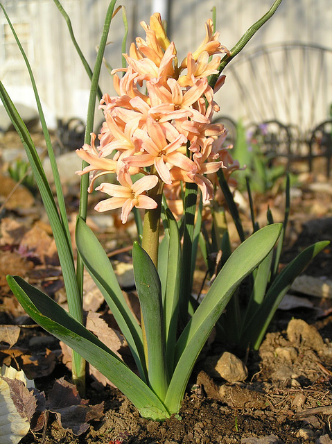 Hyacinth