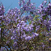 Santa Barbara Jacaranda (2123)