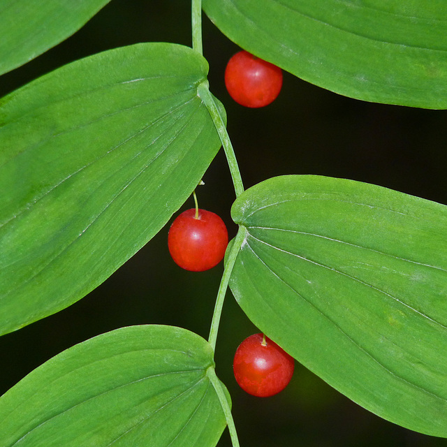 Clasping-leaved Twisted-stalk / Streptopus amplexifolius