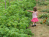 And here are our ground cherries