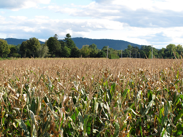 Corn in the Valley