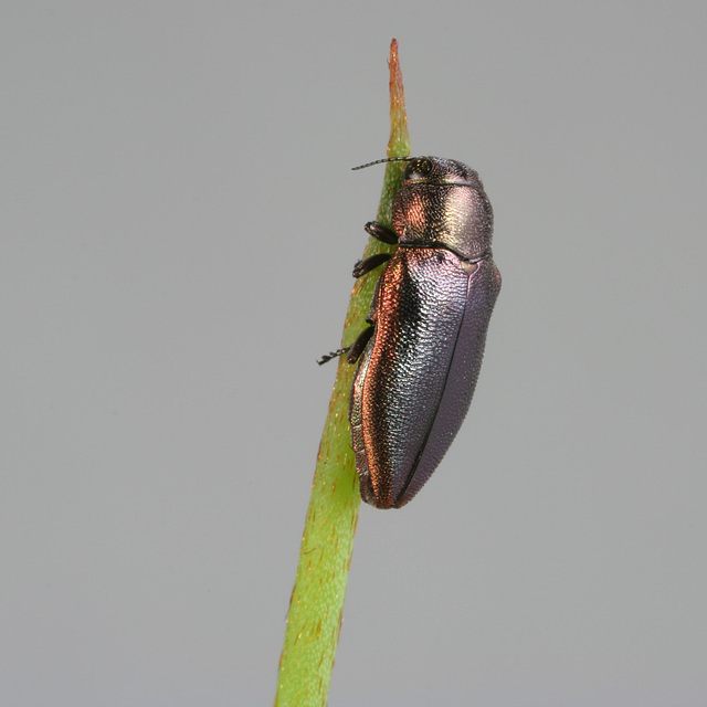 Stanwatkinsius lindi, PL0812C