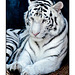 White Tiger Relaxing 001