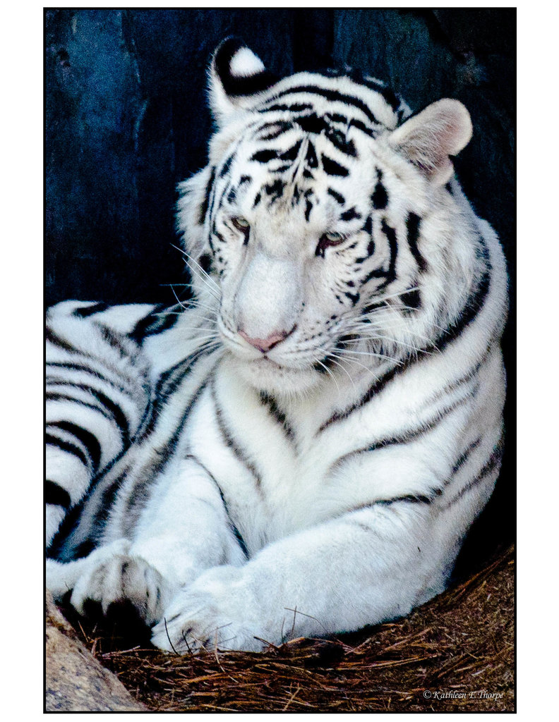 White Tiger Relaxing 001