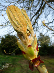 Bud burst