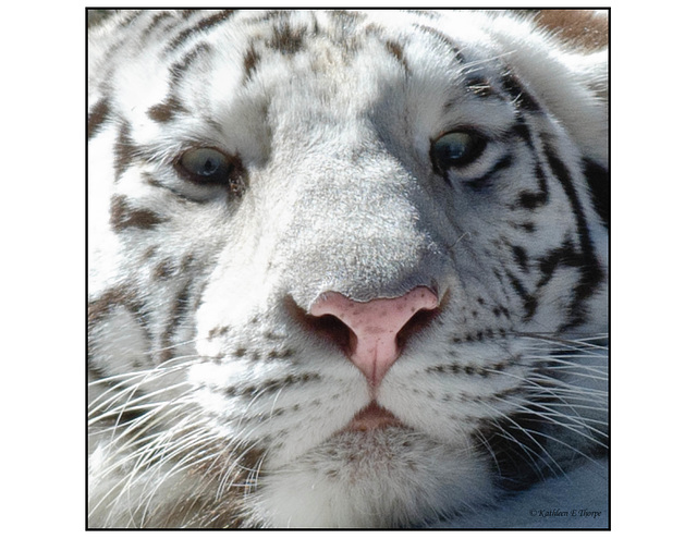 White Tiger - The Eyes of the Tiger