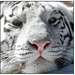 White Tiger - The Eyes of the Tiger