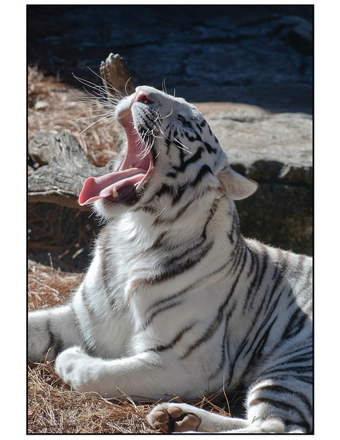 White Tiger Yawning 001