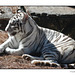 White Tiger Relaxing 002