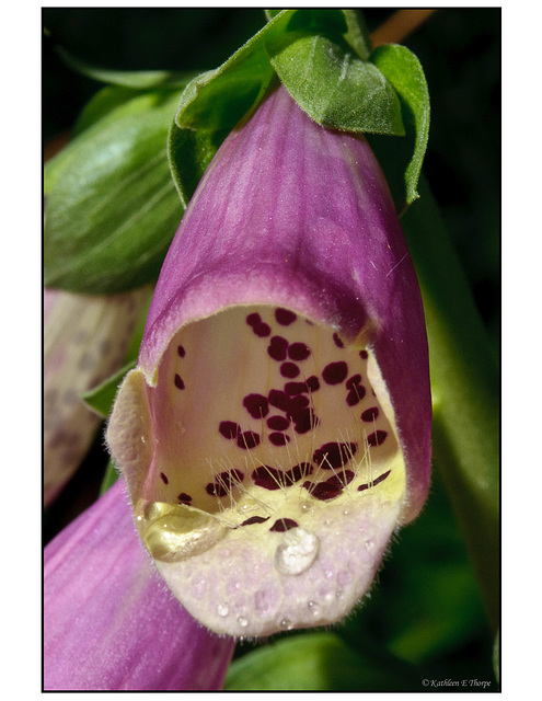 Digitalis with Water Droplets