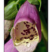 Digitalis with Water Droplets