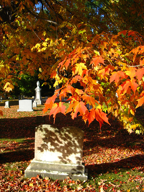 Maple leaves, cemetery