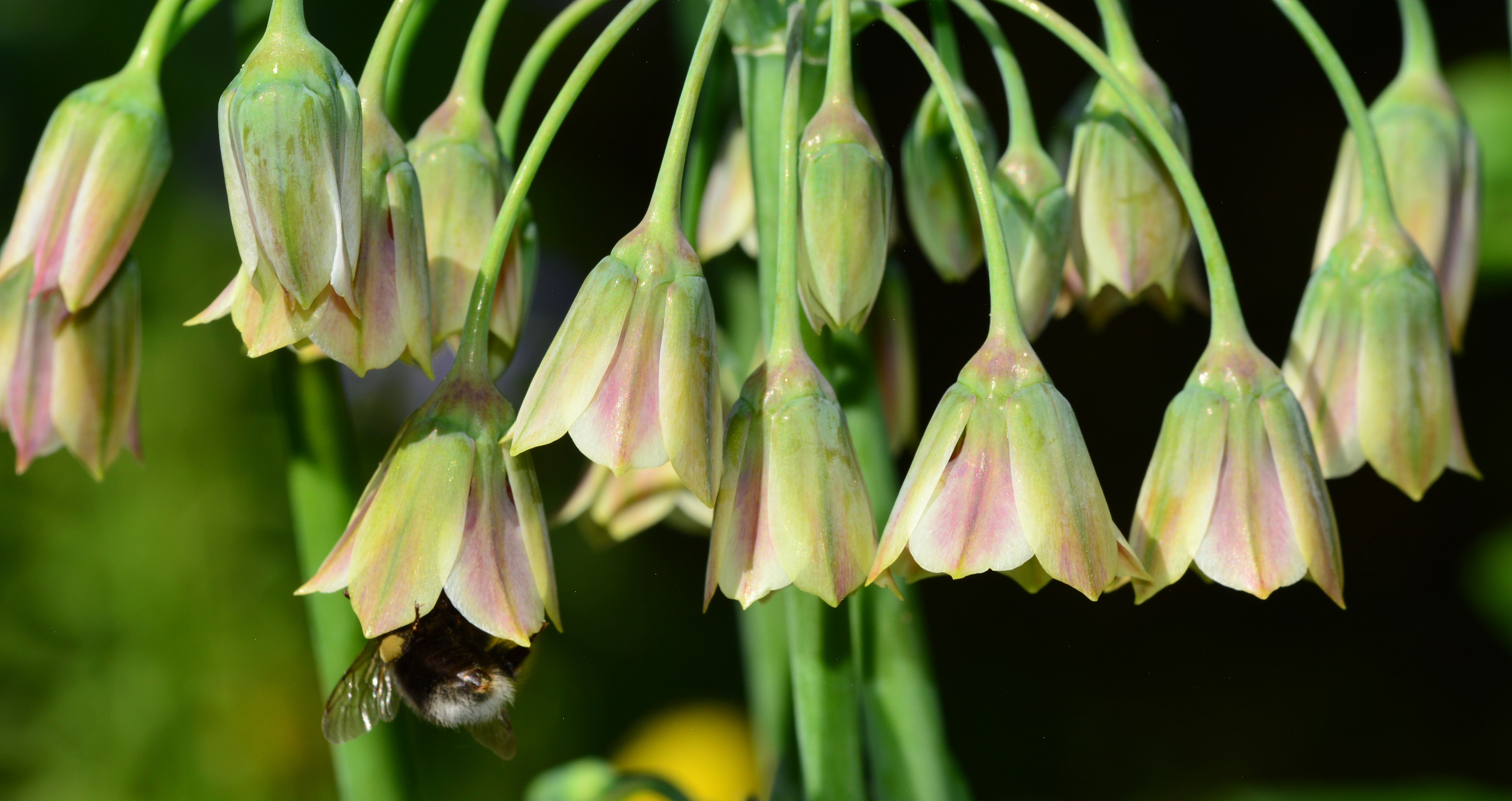 Bees and Allium Bells!