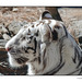 White Tiger Profile