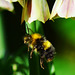 Bees and Allium Bells!