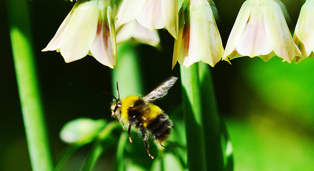 Bees and Allium Bells!