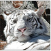 White Tiger - "You Look Good Enough to Eat"