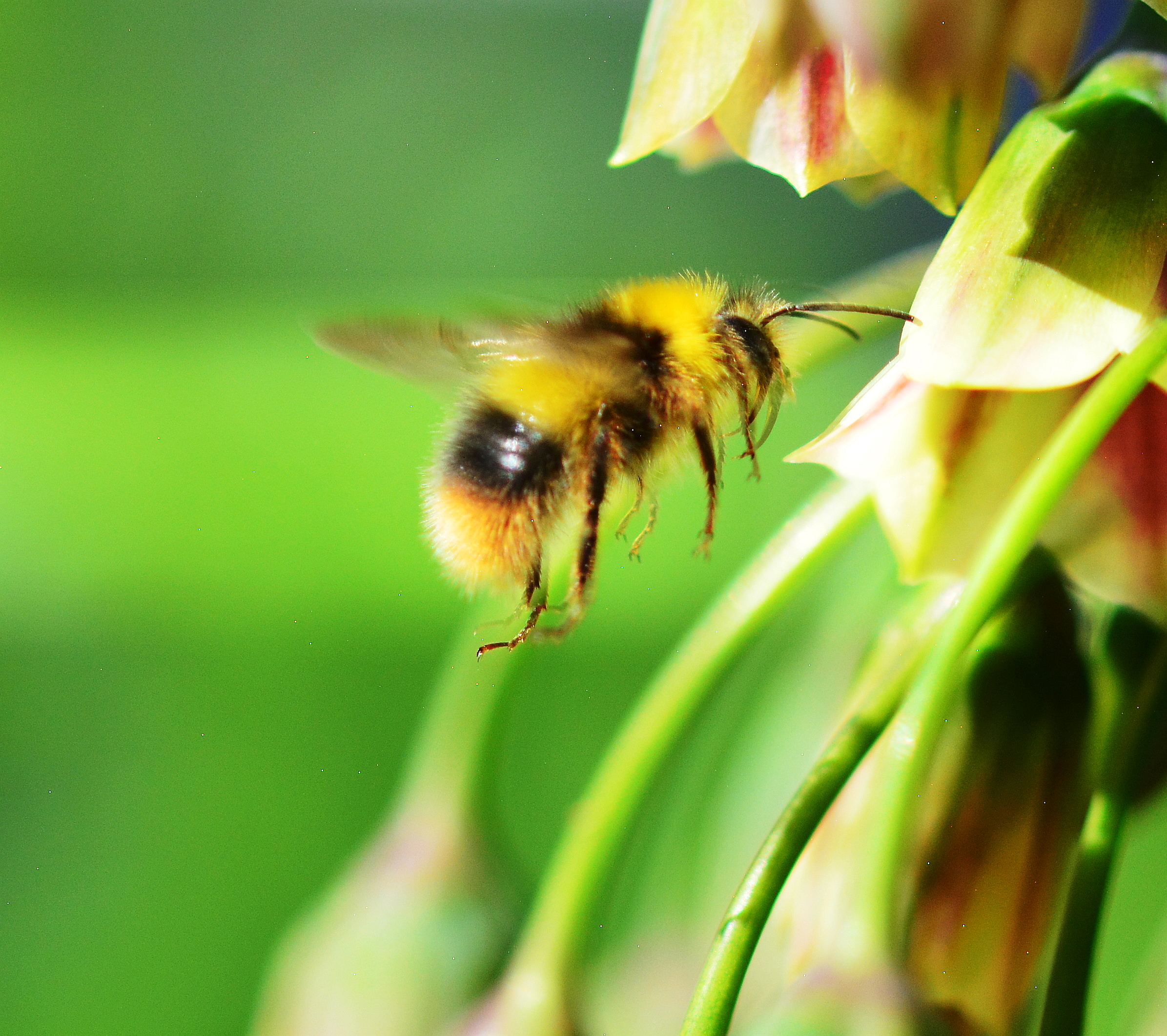 Bees and Allium Bells!