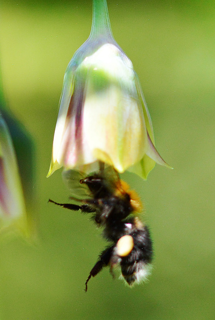 Bees and Allium Bells!