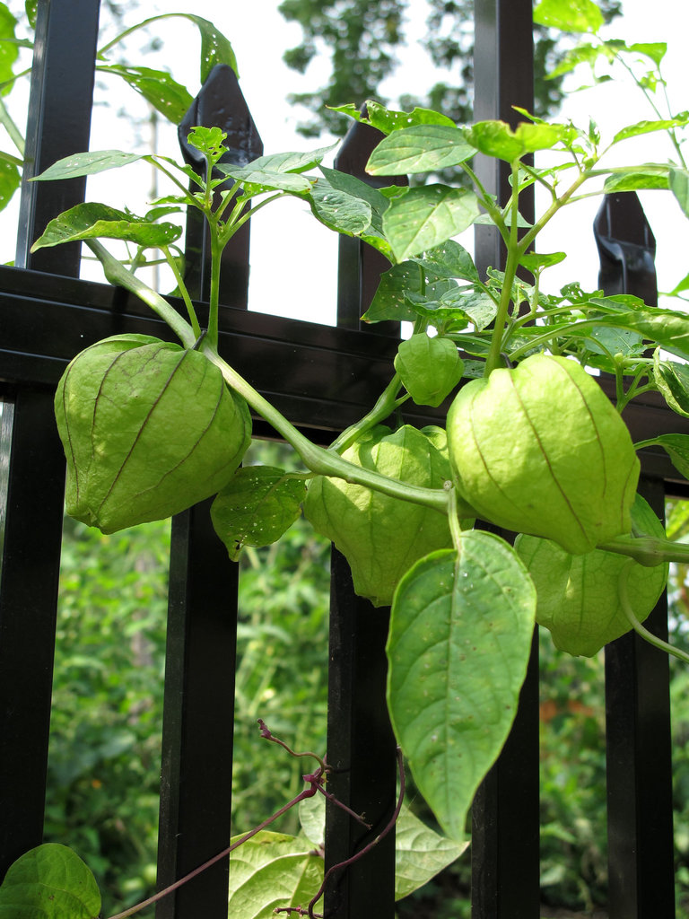 Tomatillos