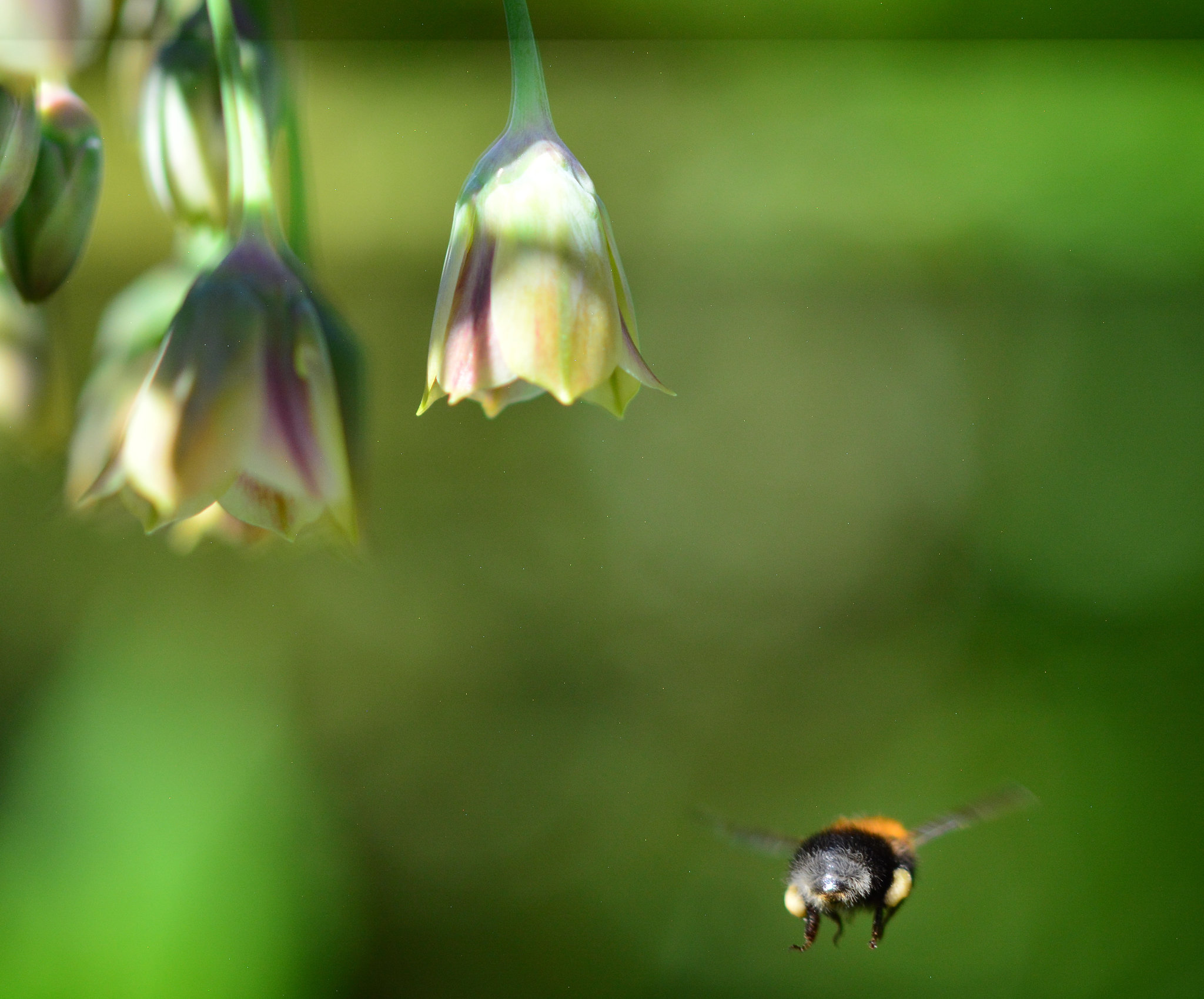 Bees and Allium Bells!