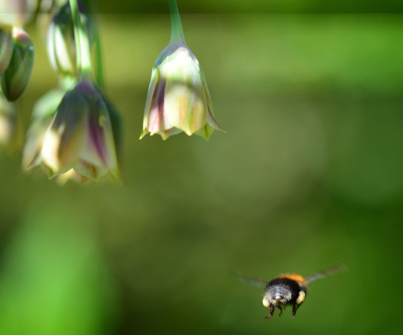 Bees and Allium Bells!