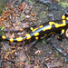Feuersalamander - makulita salamandro