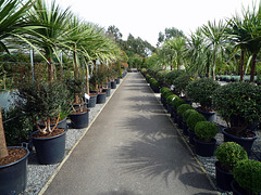 Shrub Boulevard