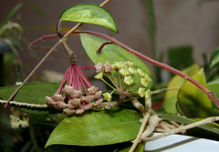 Floraison d'Hoya en perspective