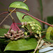 Floraison d'Hoya en perspective