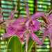 Orchid HDR