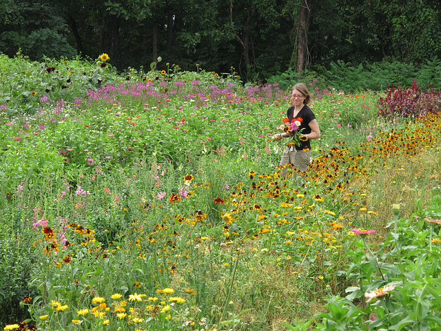 Field of Flowers