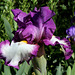 Iris ' Footlose'