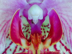 Orchid and Friend Macro