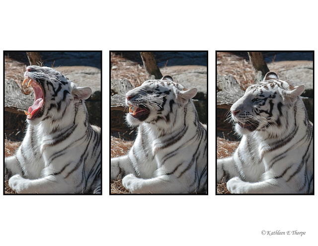 White Tiger Ending Yawn Triptych