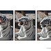 White Tiger Ending Yawn Triptych