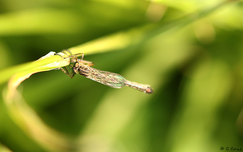 Slender Striped Robberfly