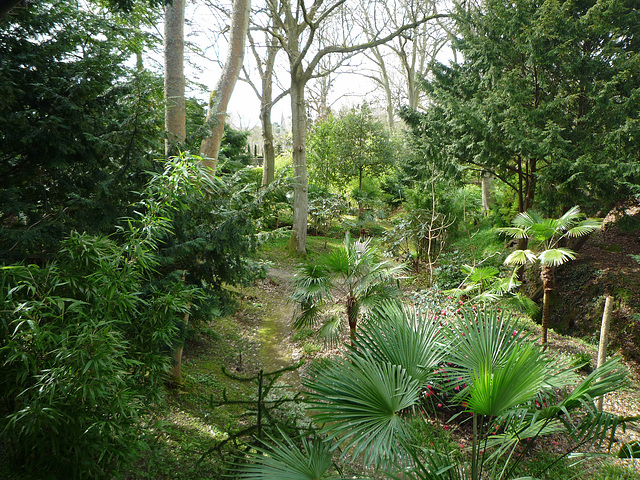 A Jungly Dell in Sussex