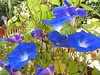 Morning Glories (season's end)