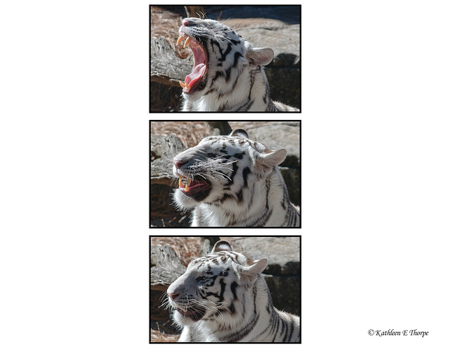 White Tiger Ending Yawn Close-up Triptych