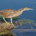 butor d'Amérique/ bittern