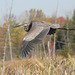 grand héron/great blue heron