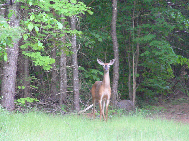 The Black Faced Doe