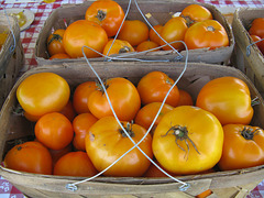 Tomato harvest