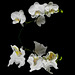 Phalaenopsis White Reflection on Black 41712