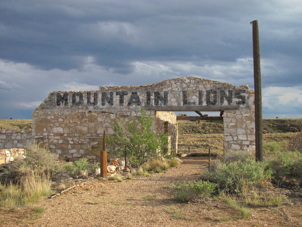 Mountain Lions