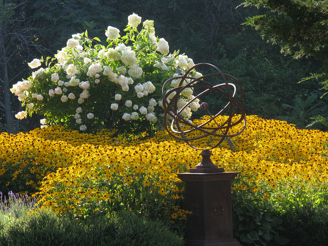 Black-eyed susans